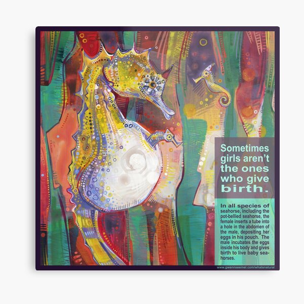 Keeping the Little Man Barefoot and Pregnant (Pot-bellied Seahorse) Metal Print