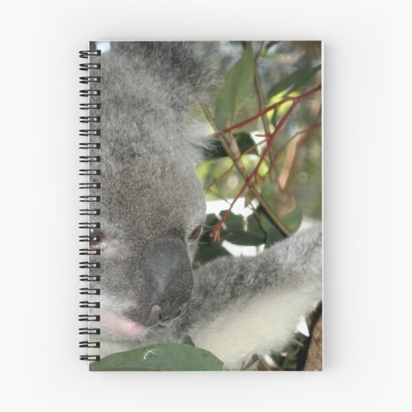 Item preview, Young Koala, Australia Zoo, Queensland, Australia. designed and sold by kaysharp.