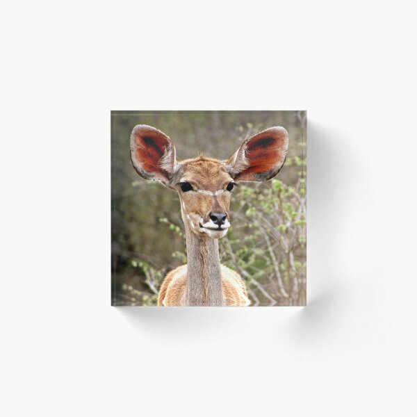 Kudu Acrylic Block