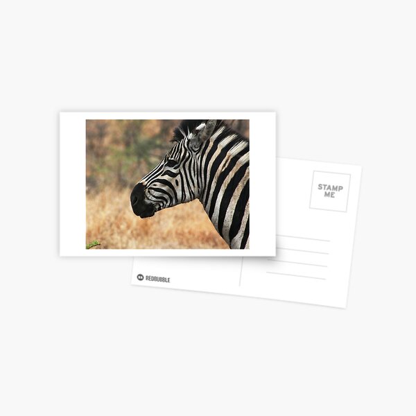 Stripes Postcard