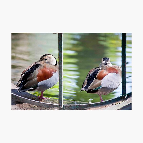 Item preview, Sicilian Ducks designed and sold by phil decocco.