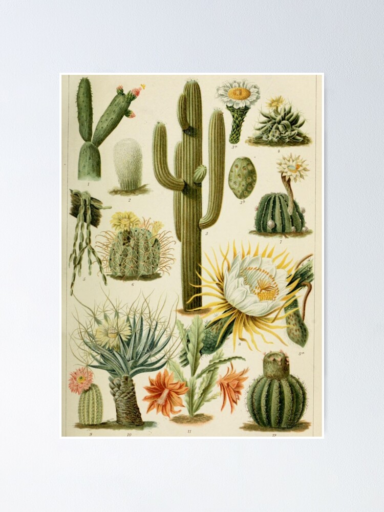 Alternate view of Naturalist Cacti Poster