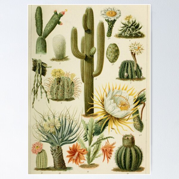 Cactus Posters for Sale | Redbubble