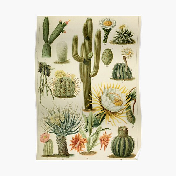 Naturalist Cacti Poster