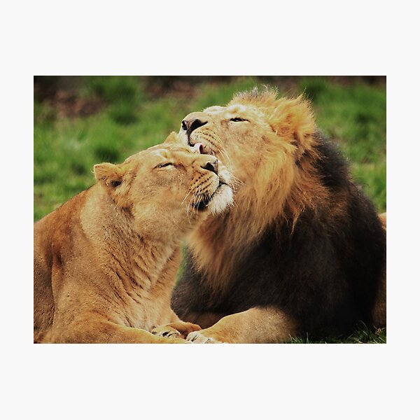 Pure Love 2 Photographic Print