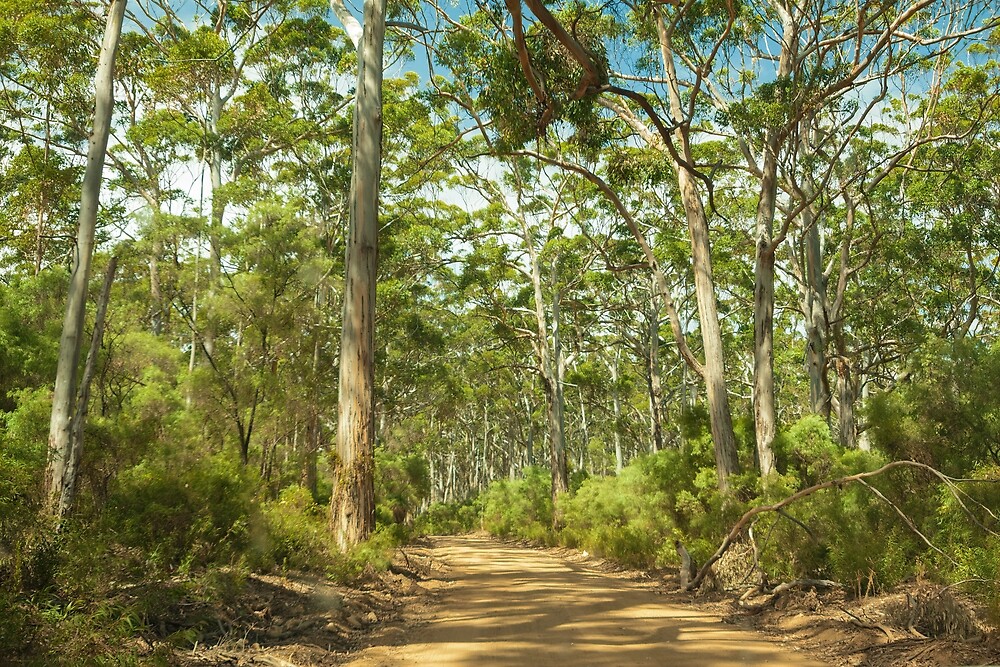 "Boranup Forest 3, Margaret River, Western Australia" by Elaine Teague Redbubble