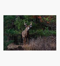 The King is Dead...Long Live the King - White-tailed Deer Photographic Print