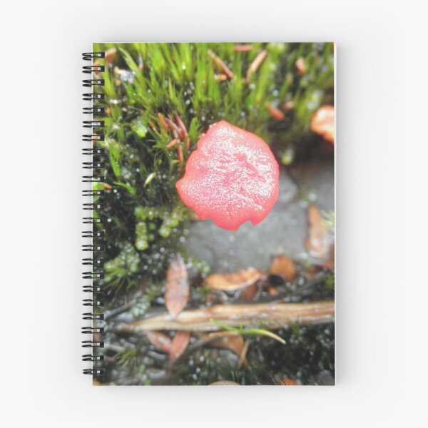 Item preview, Luminous Pink Fungi, Cradle Mountain, Tasmania, Australia. designed and sold by kaysharp.