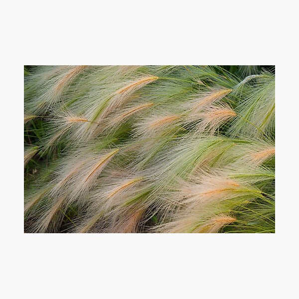 Weeds Photographic Print