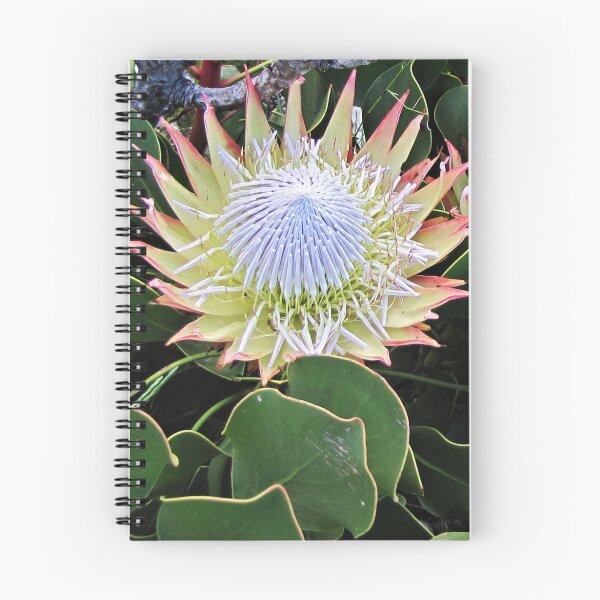Item preview, The King of Proteas designed and sold by BiodiversityRocks.