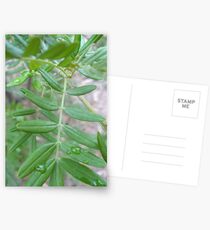 Life Eternal Postcards
