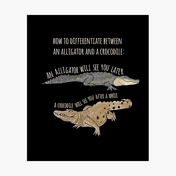 Funny Alligator and Crocodile Design Photographic Print for Sale by Amy  Hadden