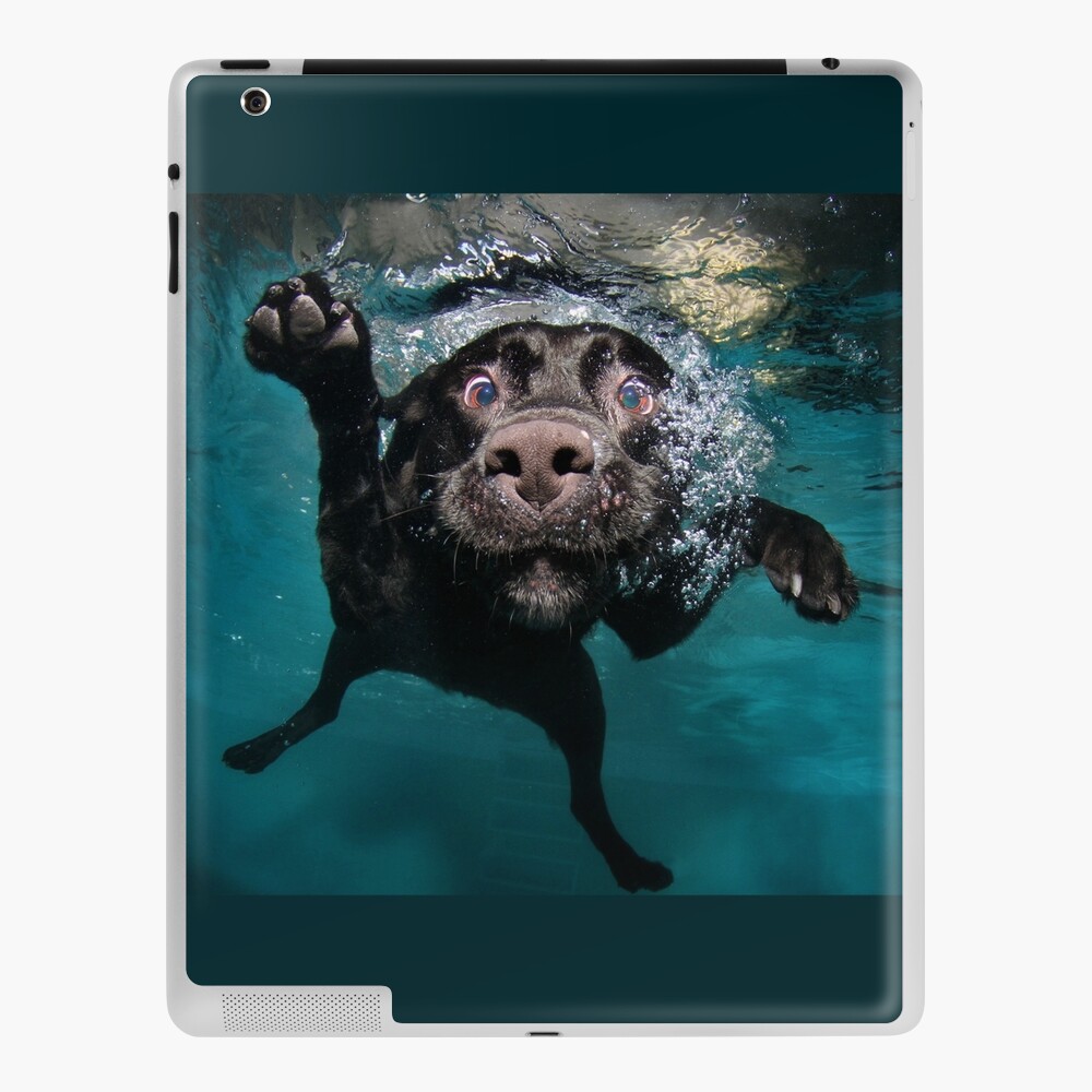 Cute Dog under water! - swimming dog\