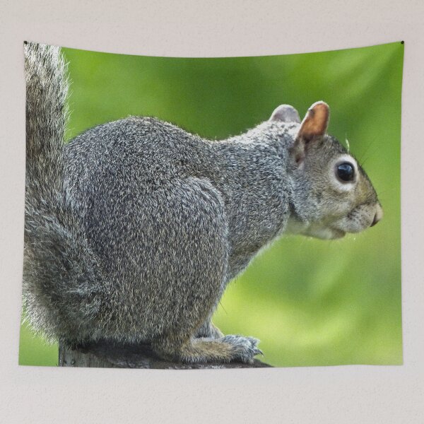 Item preview, Squirrel designed and sold by Frankie Cat Photography.