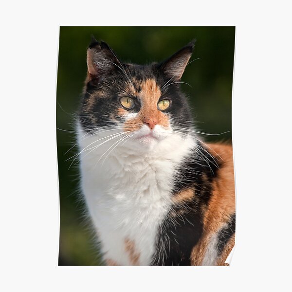 Calico Cat Poster