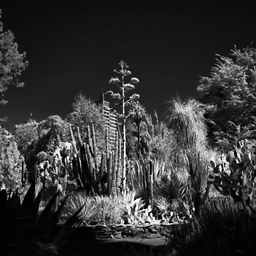 Artwork thumbnail, Cactus Garden, Capitol Park, Sacramento California by Rodney Johnson
