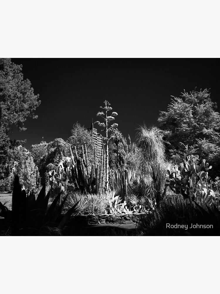 Thumbnail 3 of 3, Sticker, Cactus Garden, Capitol Park, Sacramento California designed and sold by rodneyj46.