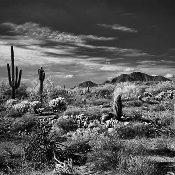Artwork thumbnail, McDowell Sonoran Preserve, Scotsdale Arizona by Rodney Johnson