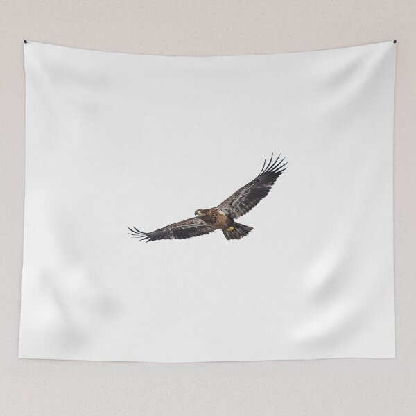 Item preview, Isolated Bald Eagle 2018-3 designed and sold by Thomasyoung.