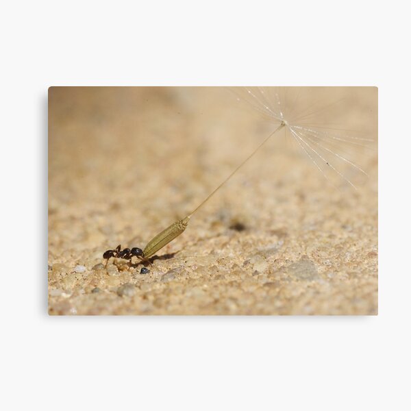 Going hang-gliding... Metal Print