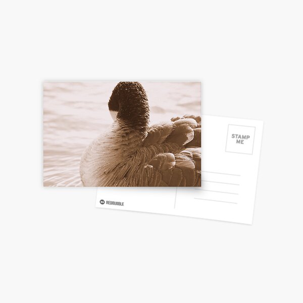 Daily Meditation #2 Postcard