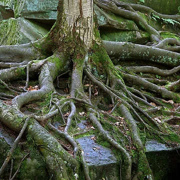 Artwork thumbnail, Amazing Tree Roots by BigAl3D