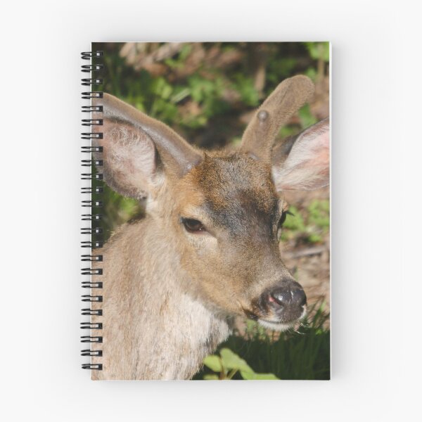 Item preview, Blacktail Buck in the Spring... designed and sold by RichImage.