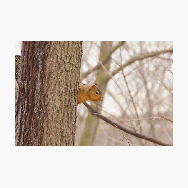 Peek a boo Photographic Print