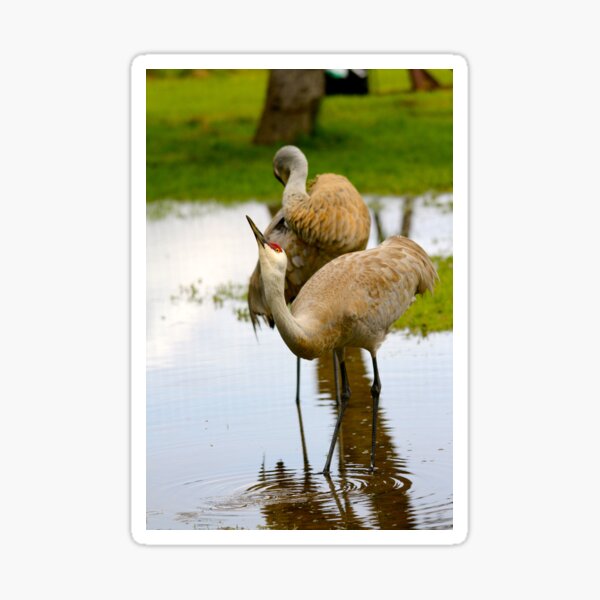 Item preview, Sandhill Crane designed and sold by RichImage.
