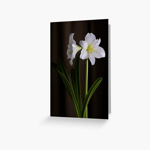 Amaryllis Greeting Card