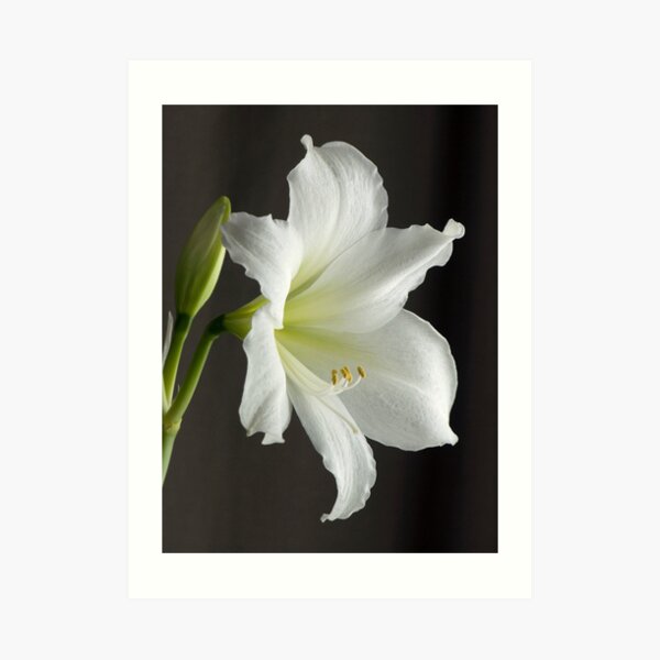 Amaryllis close-up Art Print
