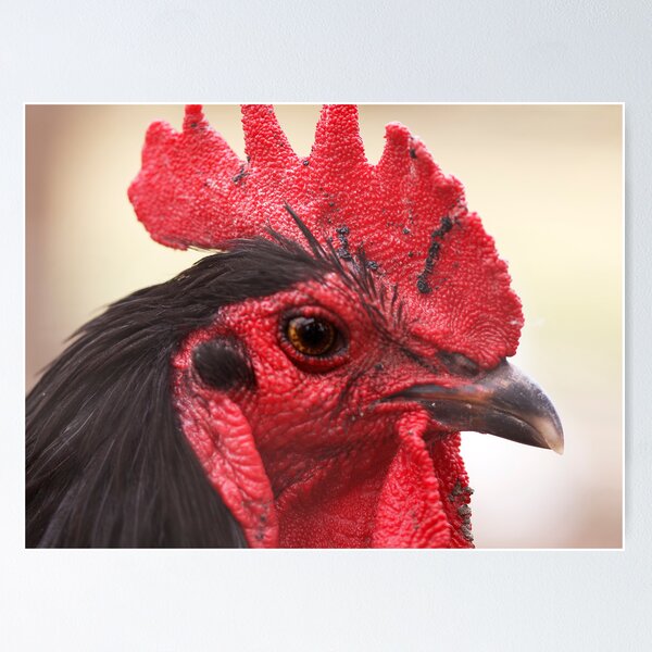 Item preview, Rooster with red comb designed and sold by Roma Czulowska.