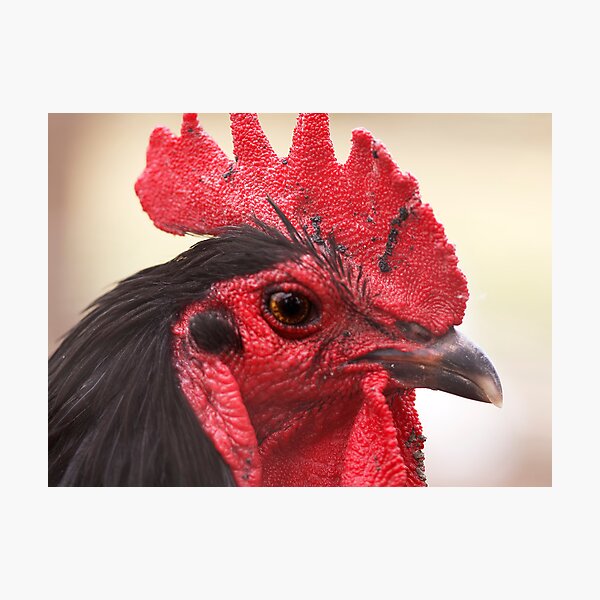 Item preview, Rooster with red comb designed and sold by Roma Czulowska.