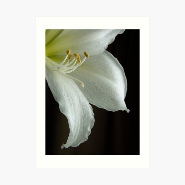 Amaryllis close-up Art Print