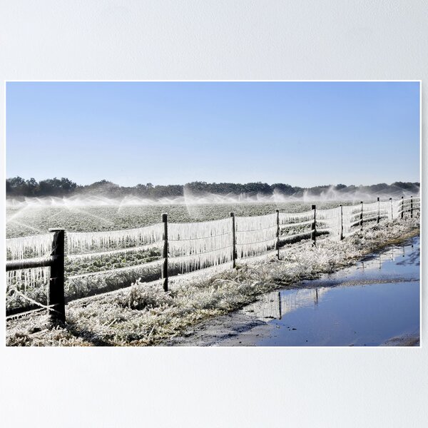 Item preview, Frozen field of strawberries designed and sold by David Lee Thompson.