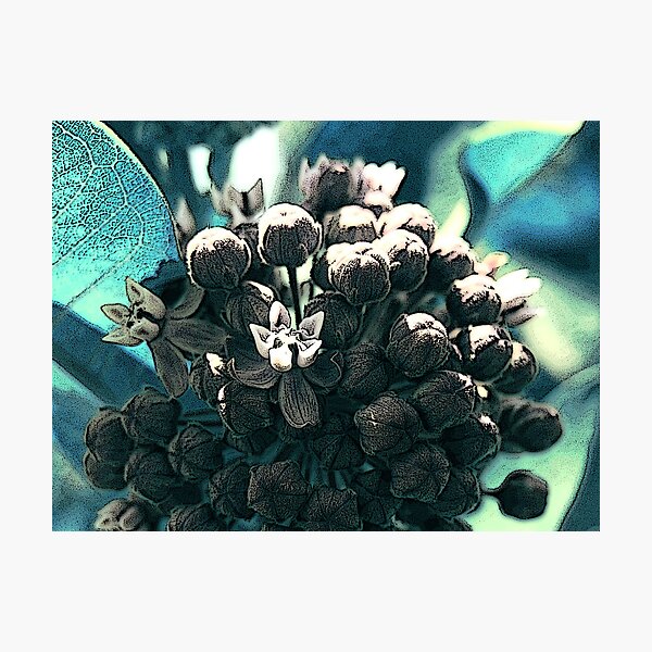 Item preview, Bluegreen milkweed designed and sold by BonnieJames.
