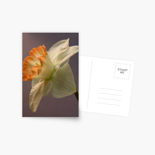 White Daffodil Postcard