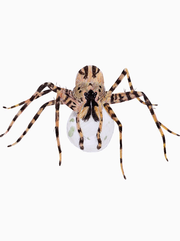 Spider with an Egg Sack by lindaursin