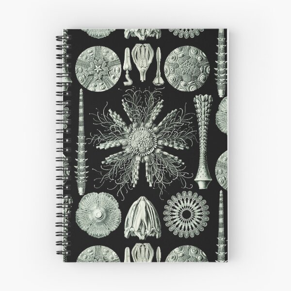 Item preview, Ernst Haeckel - Scientific Illustration - Echinidea (Sea Urchins) designed and sold by ShaMiLaB.