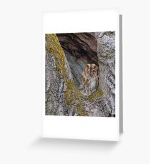 Tawny Owl Greeting Card