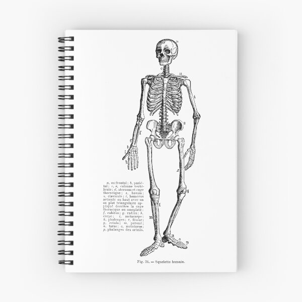 Item preview, Renaissance Human Anatomy Skeleton designed and sold by Pixelchicken.