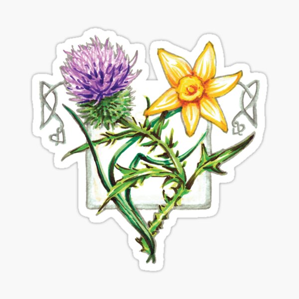 Thistle and Daffodil. Sticker