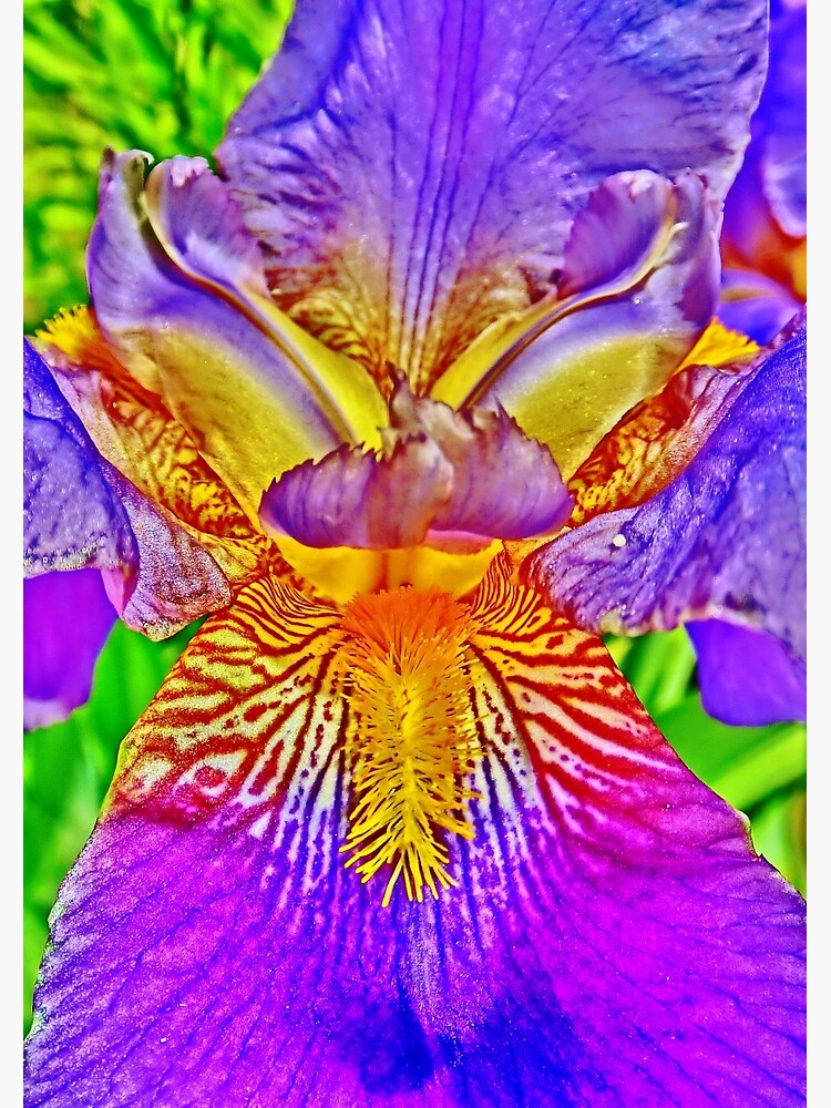 Flight of the Iris Bee, 2 of 4 by 32DARTS