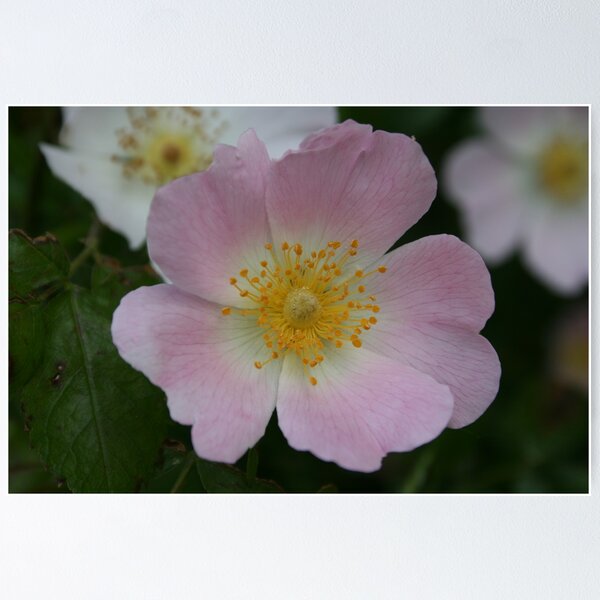 Item preview, Wild Rose designed and sold by Dave Godden.