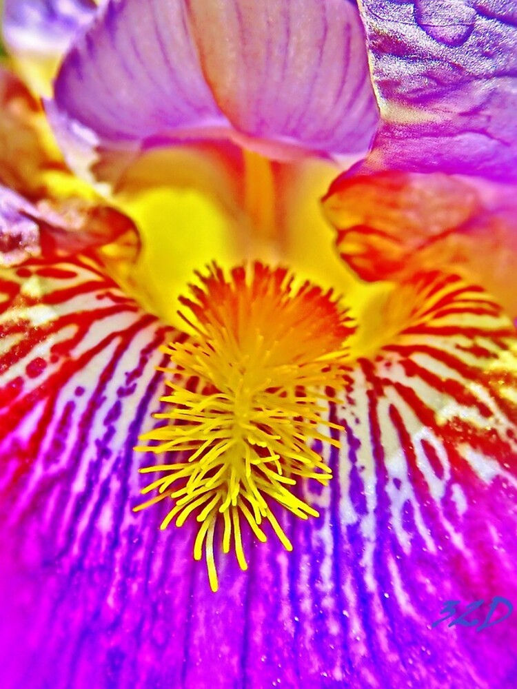 Flight of the Iris Bee, 3 of 4 by 32DARTS