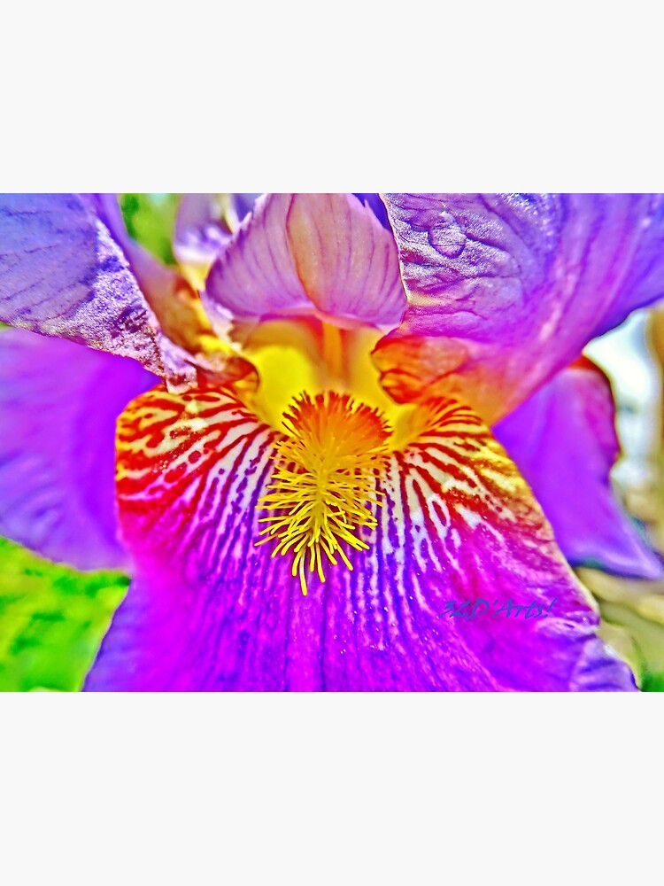 Flight of the Iris Bee, 3 of 4 by 32DARTS