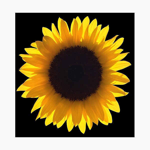 Item preview, Large Single Yellow Sunflower Eclipse designed and sold by worn.