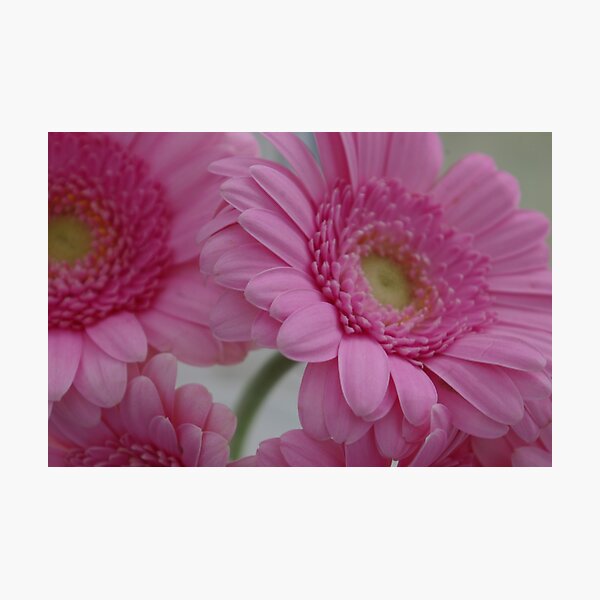 Item preview, Pink Gerbra designed and sold by Kim Slater.