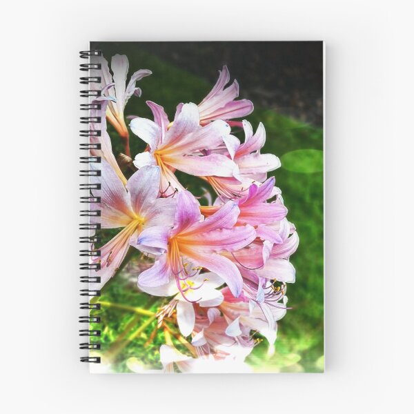 Aperçu de l'œuvre Oeuvre Amaryllis créée et vendue par Nathan Bargar.