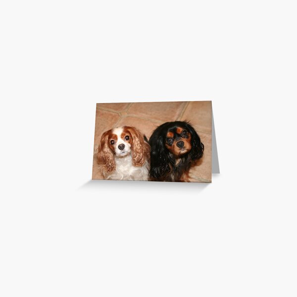 Brother and Sister ~ Cavaliers King Spaniels Greeting Card